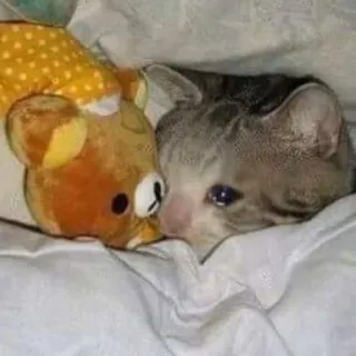 😢 5f9cd228 gato, triste, animal, animal de estimação, urso de pelúcia, fofo telegram sticker