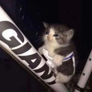 Gatti tristi telegram stickers