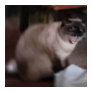 😢 8052e8c3 gato, animal, animal doméstico, felino, bocejo telegram sticker