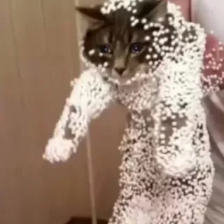 😢 9f09e288 gato, animal, coberto, bolas brancas telegram sticker