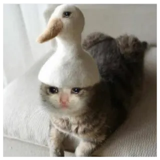 😢 aa7f867f gato, pato, animal, gatinho, gato triste, meme telegram sticker