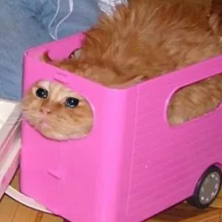 😢 e1ea1b6d gato, ônibus, rosa, animal, animal de estimação, veículo, engraçado telegram sticker