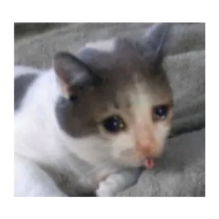 😢 ea6a8432 gato, triste, chorando, meme telegram sticker