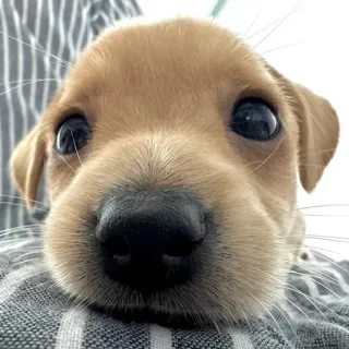 🥺 316d4cf2 anak anjing, anjing, hewan, lucu, hewan peliharaan, close-up, potret, anjing kecil telegram sticker