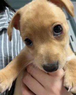 🤨 32e7c5d4 anjing, anak anjing, hewan, hewan peliharaan, lucu, potret telegram sticker