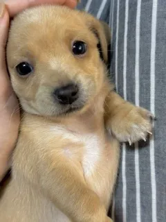 ☺️ 351662b8 anak anjing, anjing, lucu, hewan, hewan peliharaan telegram sticker