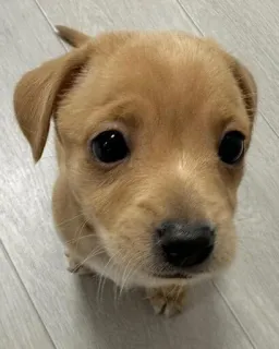 mili @huysor1 telegram stickers