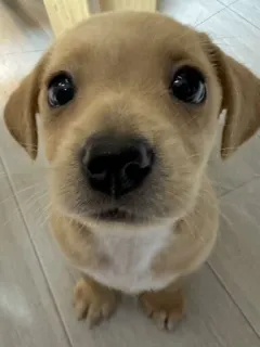 🥺 4f495af6 anjing, anak anjing, lucu, hewan, hewan peliharaan, hewan peliharaan telegram sticker