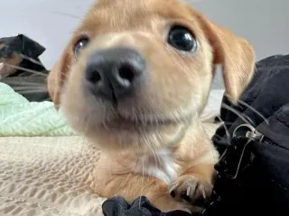 😊 5bfbf592 anjing, anak anjing, imut, hewan, hewan peliharaan, anjing kecil telegram sticker