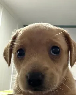 🥺 694d81dd anak anjing, anjing, lucu, hewan, hewan peliharaan, potret telegram sticker