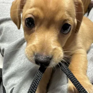 🥺 6a025d96 anak anjing, anjing, hewan peliharaan, lucu, binatang, hewan peliharaan, anjing kecil, potret telegram sticker