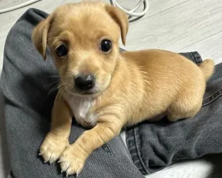 🤓 7330f222 anak anjing, anjing, imut, hewan, hewan peliharaan, anjing kecil, menggemaskan telegram sticker