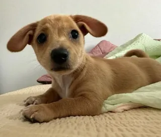 😅 78afa345 anjing, anak anjing, imut, hewan peliharaan, hewan, hewan peliharaan, anjing telegram sticker