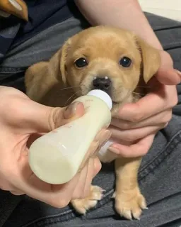 🍼 797f3aee anak anjing, anjing, bayi hewan, hewan peliharaan, imut, hewan peliharaan, anjing kecil, memberi makan, botol telegram sticker