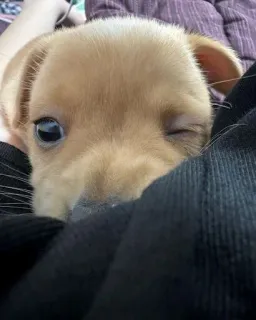 😉 79cb5307 anjing, anak anjing, kedipan, imut, hewan, hewan peliharaan telegram sticker