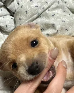 😄 8c20ee61 anak anjing, anjing, imut, hewan, peliharaan, anjing kecil telegram sticker