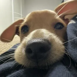 🤪 bd83d899 anjing, anak anjing, hewan, binatang peliharaan, close up, imut, hewan peliharaan, mamalia telegram sticker