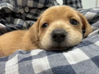 😕 d9be2d00 anak anjing, anjing, imut, hewan, hewan peliharaan, hewan domestik telegram sticker