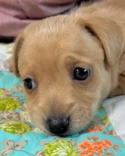 🙁 df80eba2 anak anjing, anjing, imut, hewan, hewan peliharaan, hewan peliharaan, kecil, potret telegram sticker