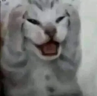 🌟 111f6d80 gato, meme, gracioso, animal telegram sticker