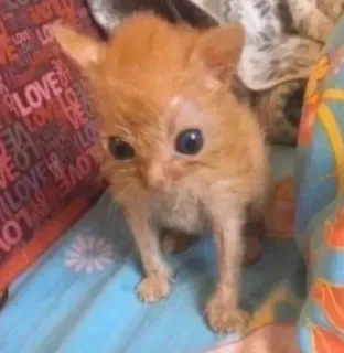 🌟 1f0d57a3 gatito, gato, animal, lindo, naranja telegram sticker