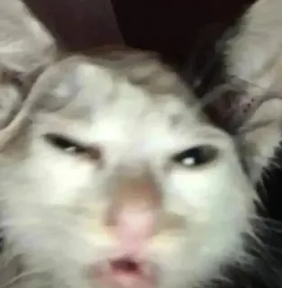 🌟 22907317 gato, meme, divertido, animal, lindo telegram sticker