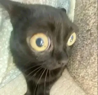 🌟 312d966d gato, gato negro, sorprendido, divertido, mascota telegram sticker