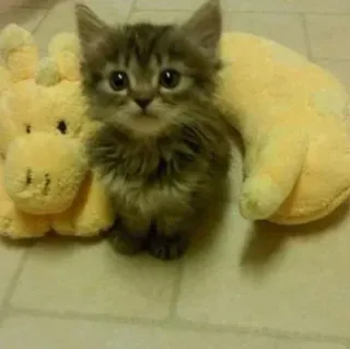 🌟 34d5a3ae gatito, gato, lindo, animal, mascota, juguete, doméstico telegram sticker