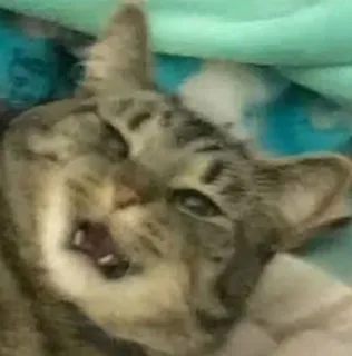 🌟 3e7a7a86 gato, animal, lindo, mascota telegram sticker