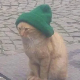 🌟 41dbbb4f gato, sombrero, sombrero verde, animal telegram sticker