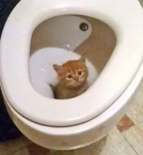 🌟 50cfa24f gato, gatito, váter, gracioso, animal telegram sticker