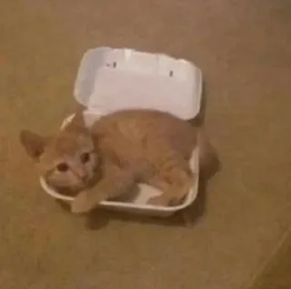 🌟 60b691c2 gato, gatito, caja, animal, mascota telegram sticker