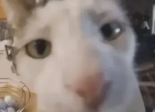 🌟 698fa456 gato, animal, mascota, blanco, doméstico telegram sticker