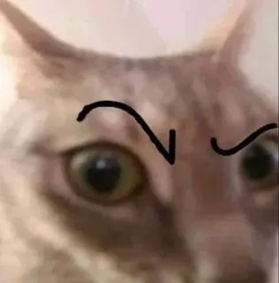 🌟 6e055c67 gato, enfadado, cejas, meme, animal telegram sticker