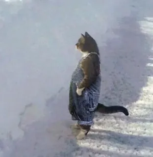 🌟 72e812ea gato, peto, animal, nieve, invierno, mascota telegram sticker