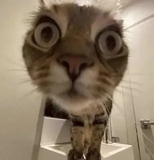 🌟 7ec316d5 gato, gracioso, gran angular, animal, mascota telegram sticker