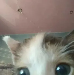 🌟 7fa94095 gato, mascota, animal, ojos, lindo, felino telegram sticker