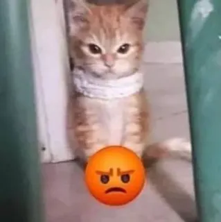 🌟 937ee553 gato, gatito, enojado, emoji telegram sticker