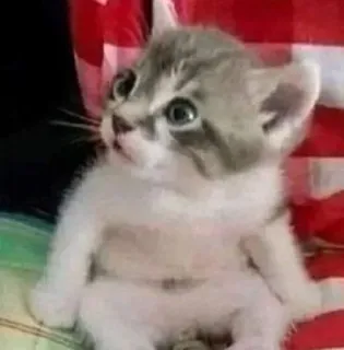 🌟 9b858cac gatito, gato, animal, lindo, mascota, doméstico telegram sticker