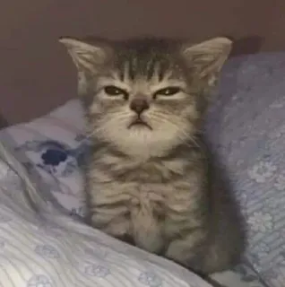 🌟 9dce5583 gato, gatito, gruñón, lindo, animal telegram sticker