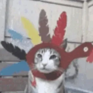 🌟 a23df596 gato, pavo, animal, acción de gracias, mascota telegram sticker