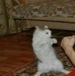 🌟 a2753265 gato, gatito, animal, doméstico, mascota, lindo telegram sticker