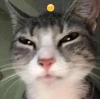 🌟 a700c217 gato, animal, mascota, lindo, meme telegram sticker