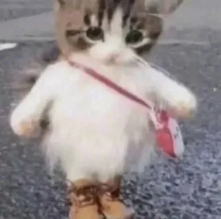 🌟 a7298a89 gato, animal, disfrazado, botas telegram sticker