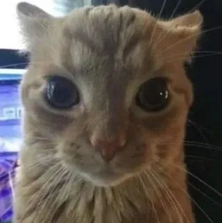 🌟 b5ce3804 gato, animal, retrato, primer plano, lindo, felino telegram sticker