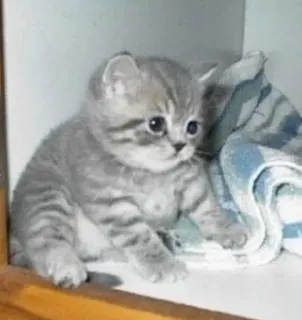 🌟 d401cffa gatito, gato, gris, atigrado, mascota, animal telegram sticker