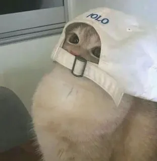 🌟 d4c2e3b0 gato, polo, sombrero, animal, lindo, mascota telegram sticker