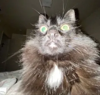 🌟 d5b59986 gato, animal, mascota, negro, ojos, peludo telegram sticker