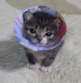 🌟 dd3d4516 gatito, gato, animal, mascota, lindo, collar telegram sticker