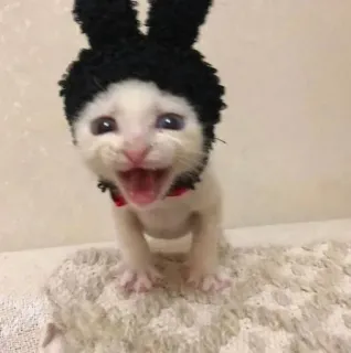 🌟 e0997d3c gatito, gato, orejas de conejo, animal, lindo, mascota telegram sticker